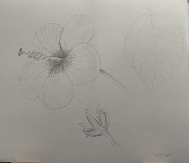 hibiscus-sketch