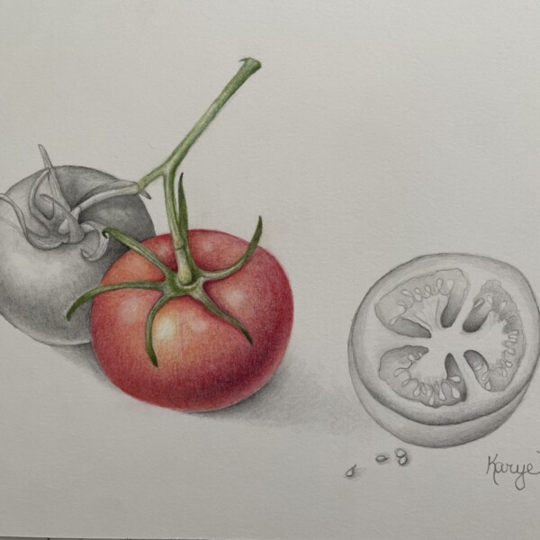 Tomatoes in colored pencil & graphite 