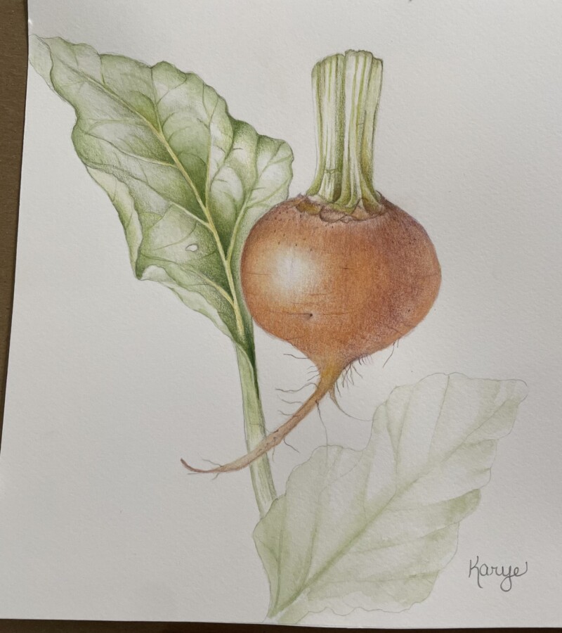 golden-beet-in-process-from-the-root-vegetable-workshop