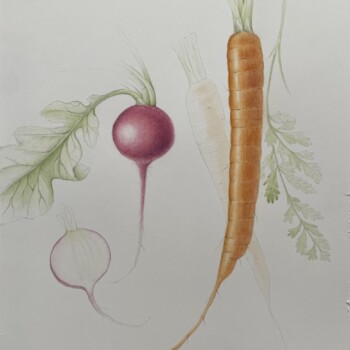 carrots-and-radishes-in-process-more-drawing-from-the-root-vegetables-workshop