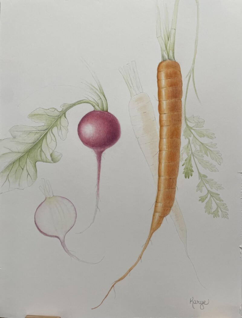 carrots-and-radishes-in-process-more-drawing-from-the-root-vegetables-workshop