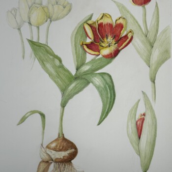 tulip-bulb-composition-final