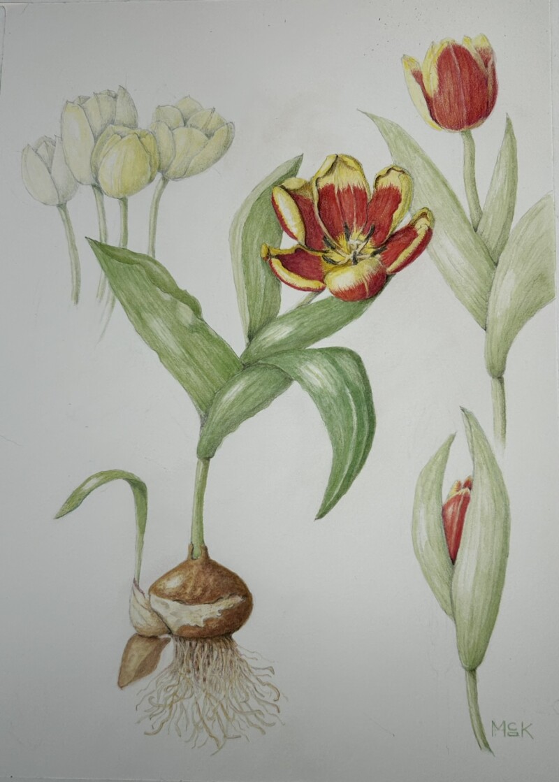 tulip-bulb-composition-final