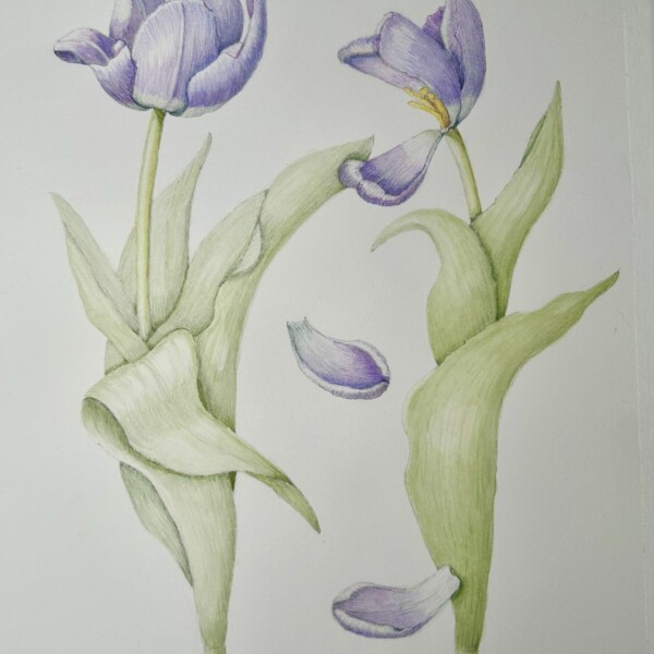 Second Tulip Composition 
