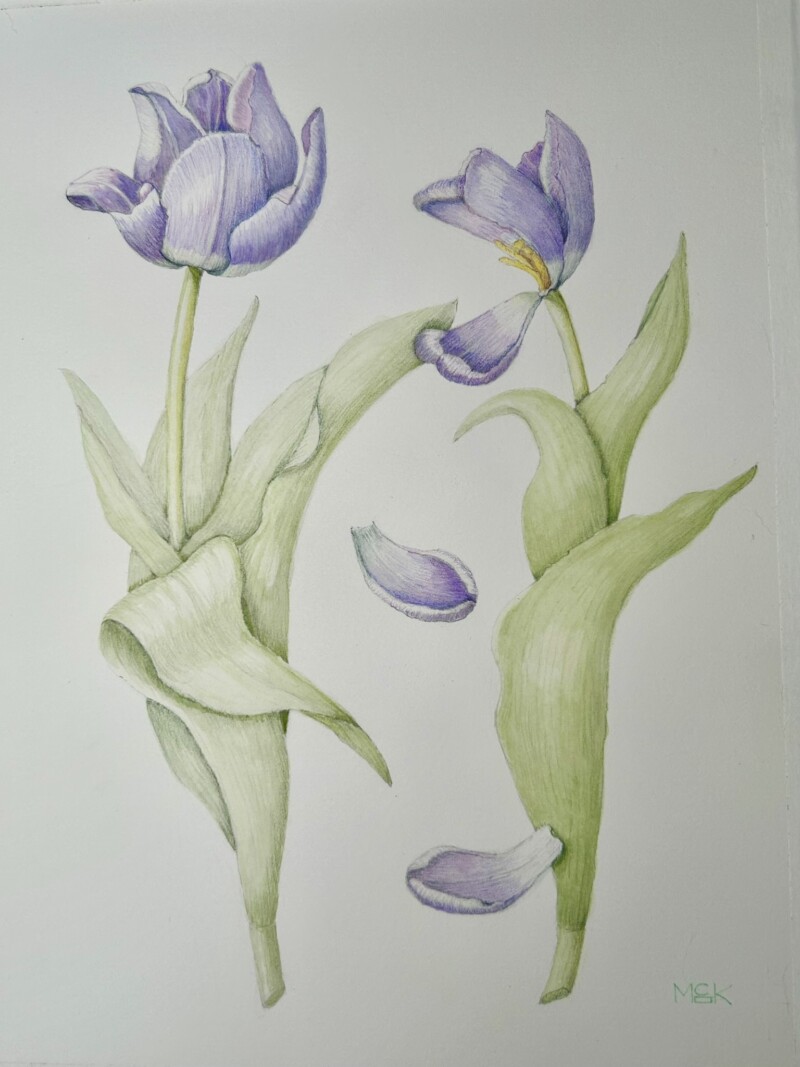 second-tulip-composition