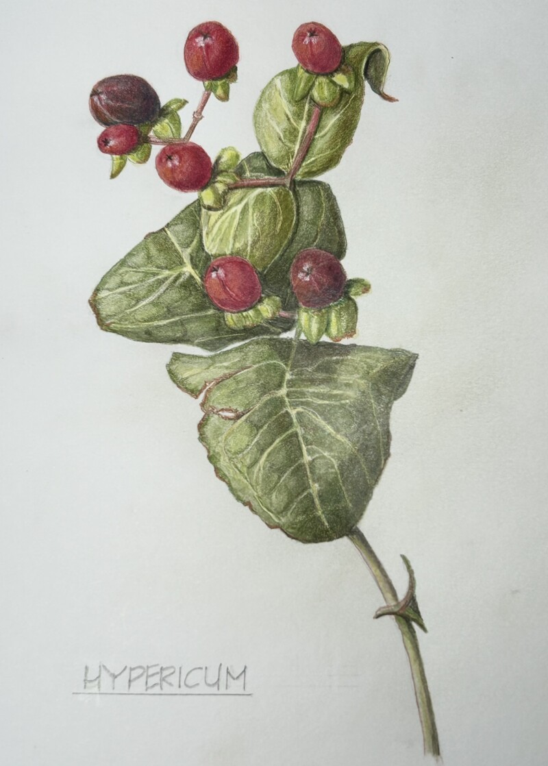 hypericum