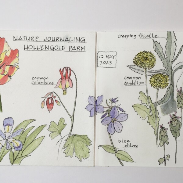 Nature Journal @ Hollengold Farm