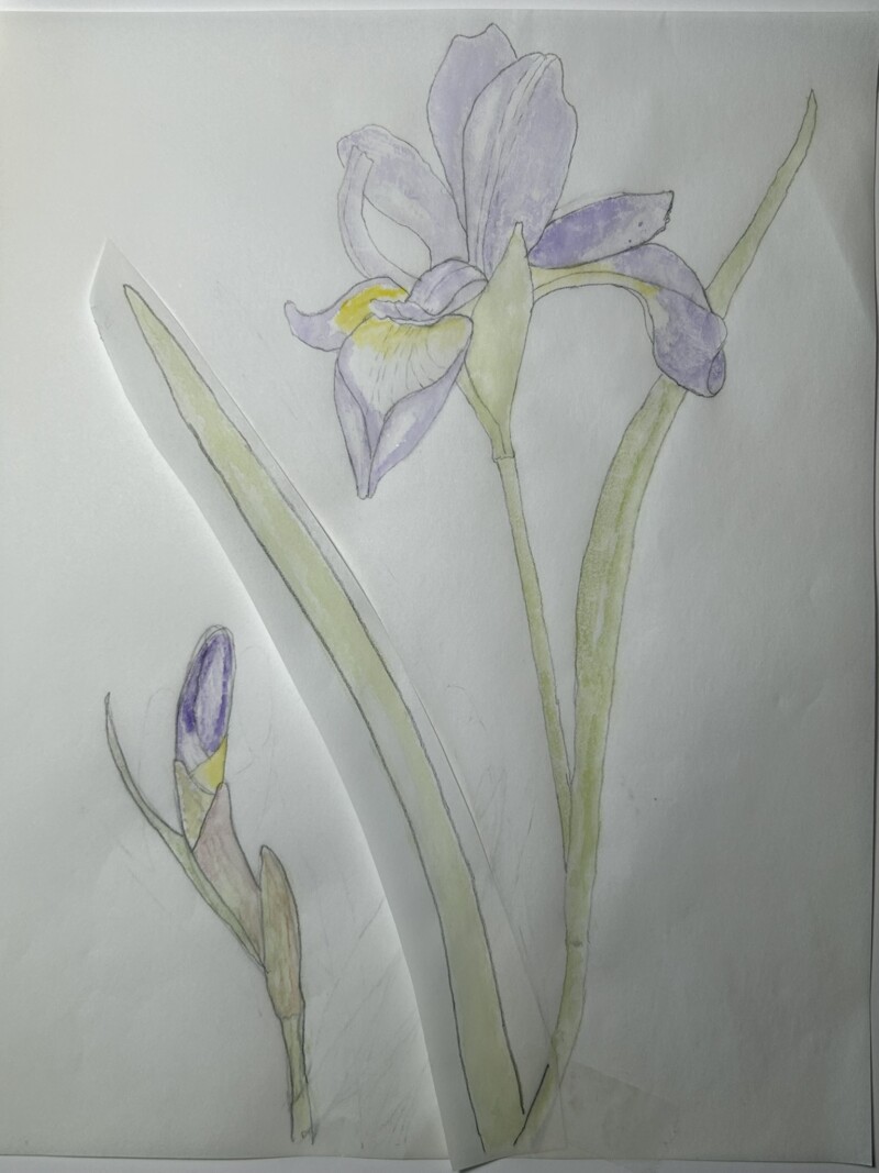 purple-iris-composition-option-3