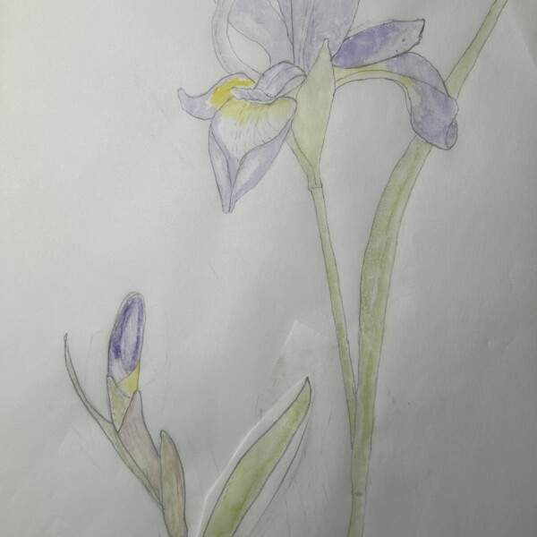 Purple Iris - Composition option 2