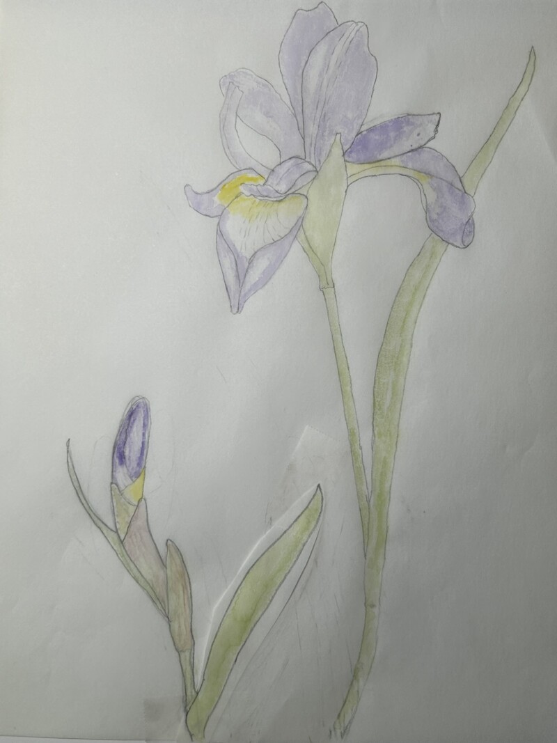 purple-iris-composition-option-2