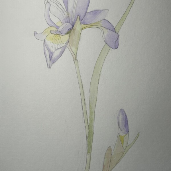 Purple Iris - Composition option 1