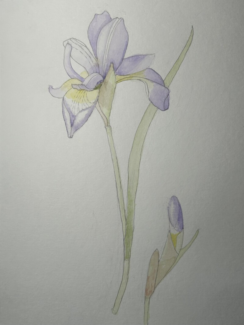 purple-iris-composition-option-1