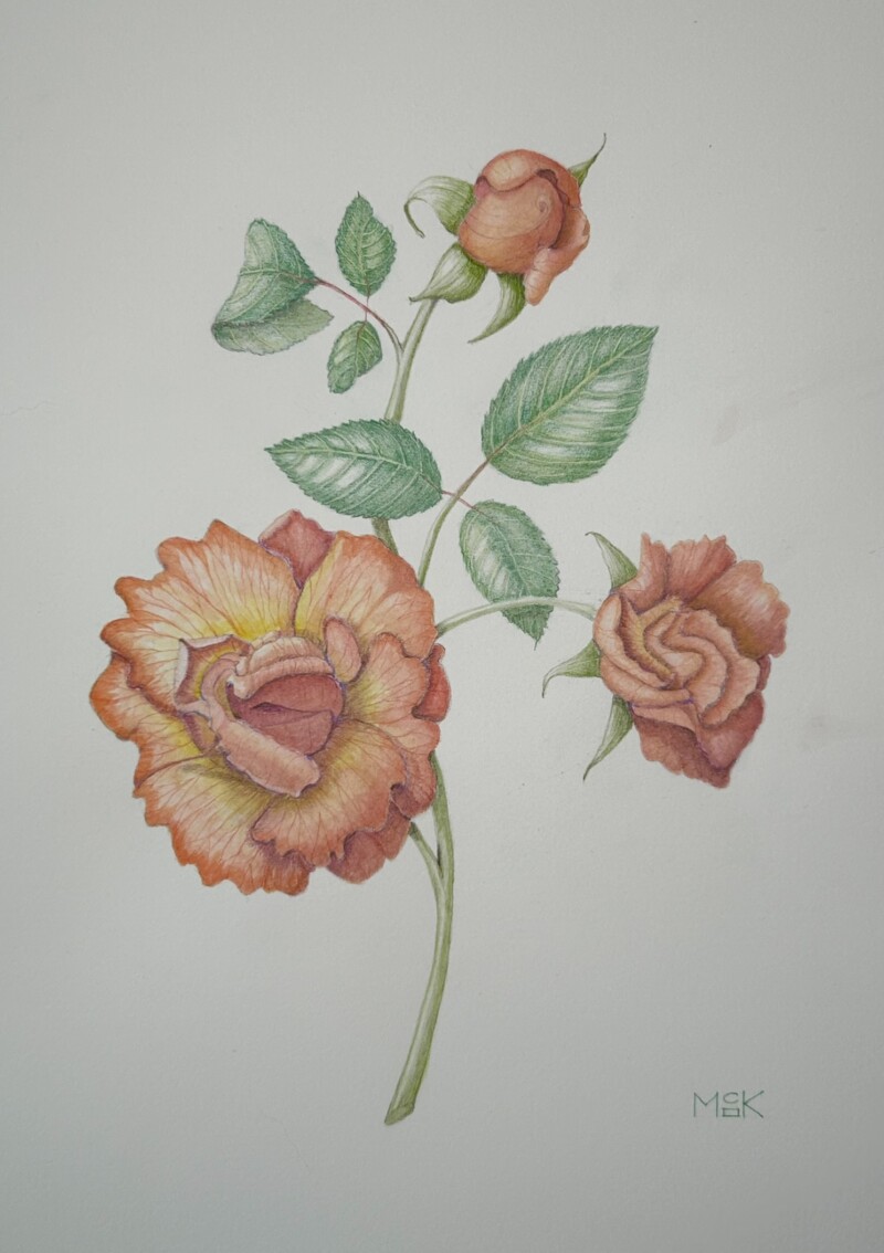 orange-roses