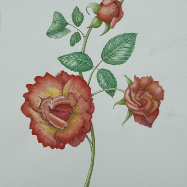 Orange roses revised