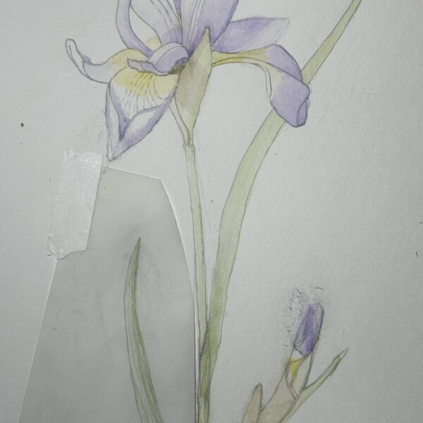 Purple Iris4