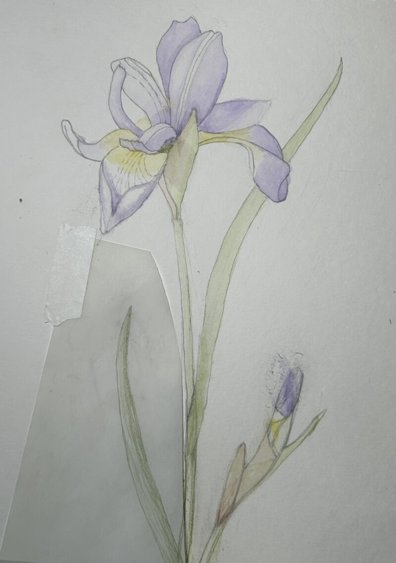 purple-iris4