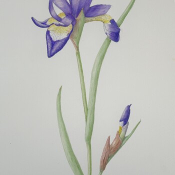 purple-siberian-iris