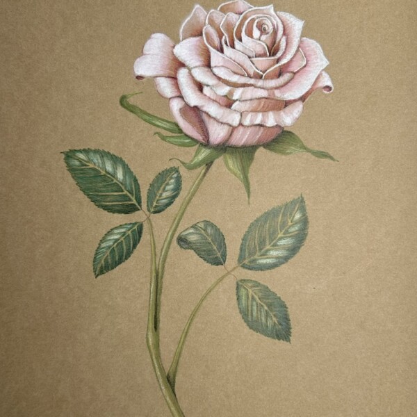 Rose on Kraft paper