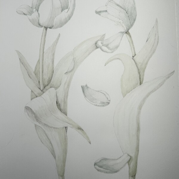 Second Tulip Composition - First draft