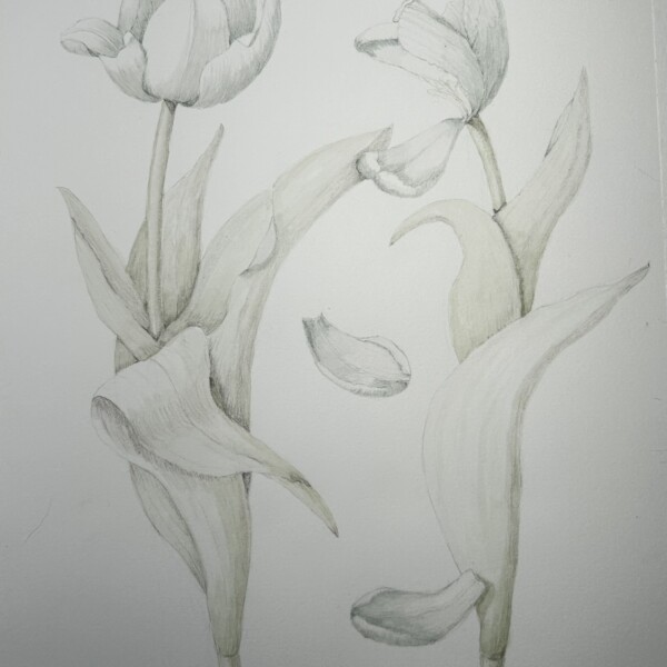 Second Tulip Composition - In progress