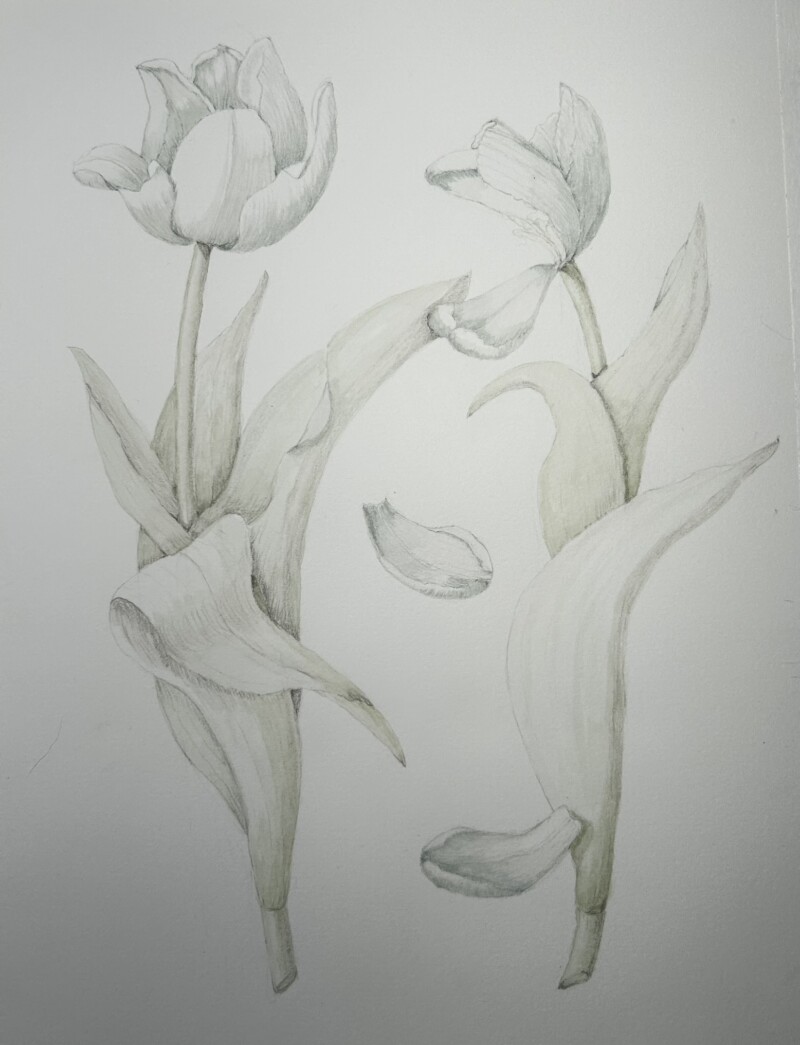second-tulip-composition-in-progress
