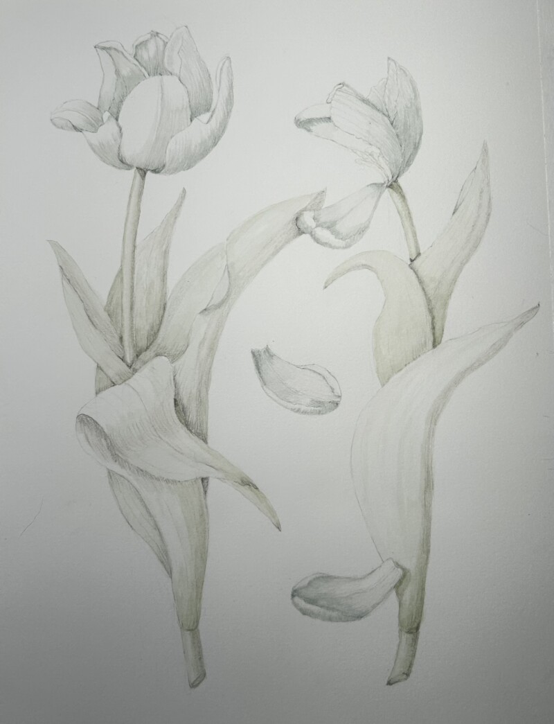 second-tulip-composition-first-draft