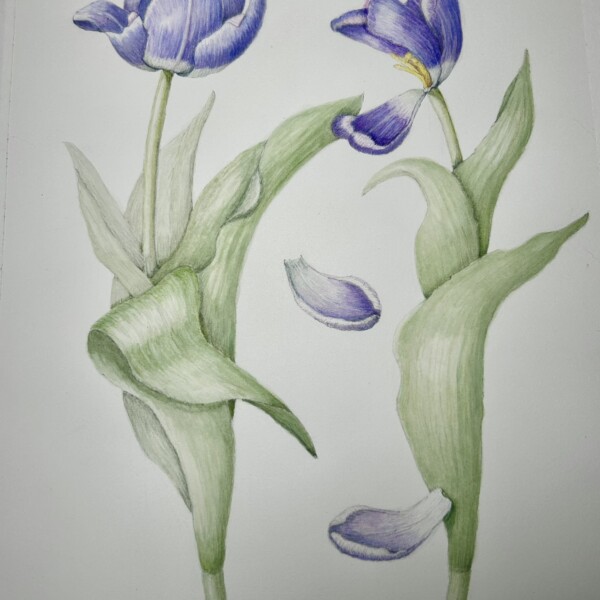 Tulip Composition3
