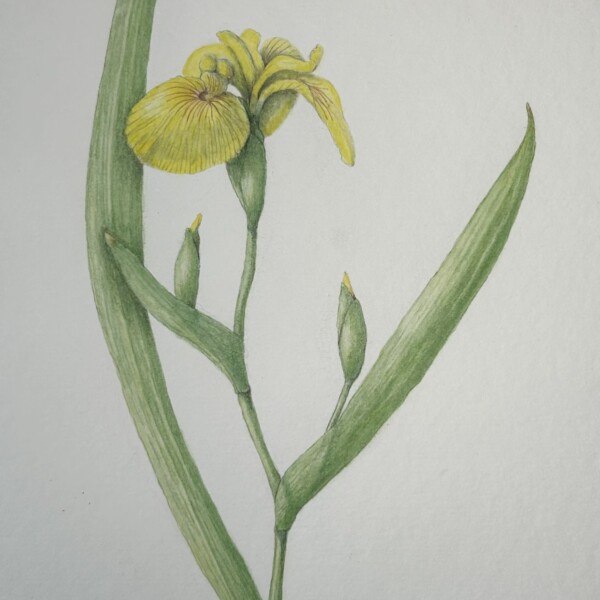 Yellow Siberian Iris - revised - softer shadows