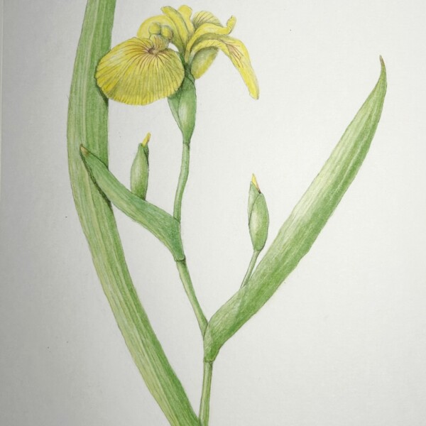 Yellow Siberian Iris