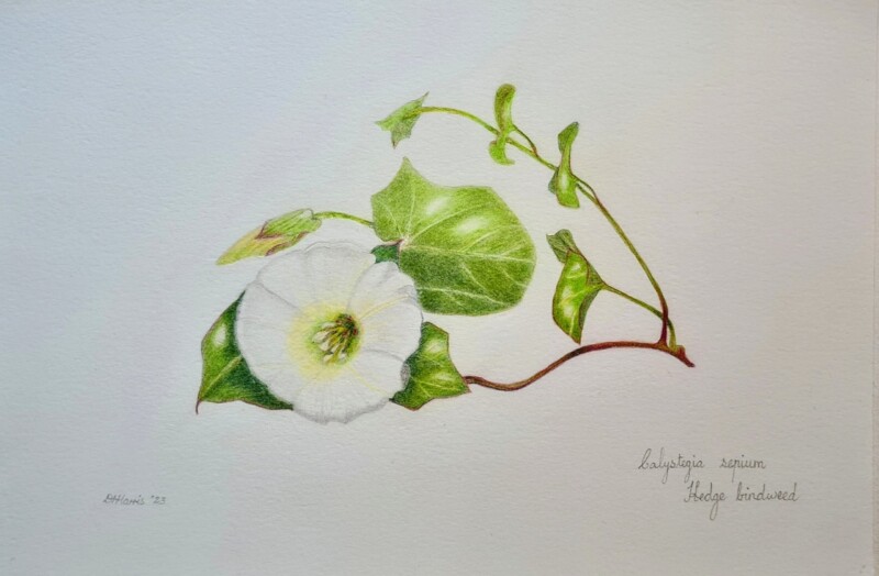 hedge-bindweed