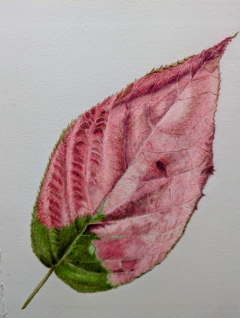 actinidia-kolomikta