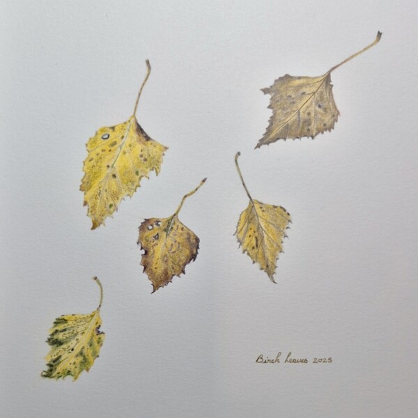 Birch leaves