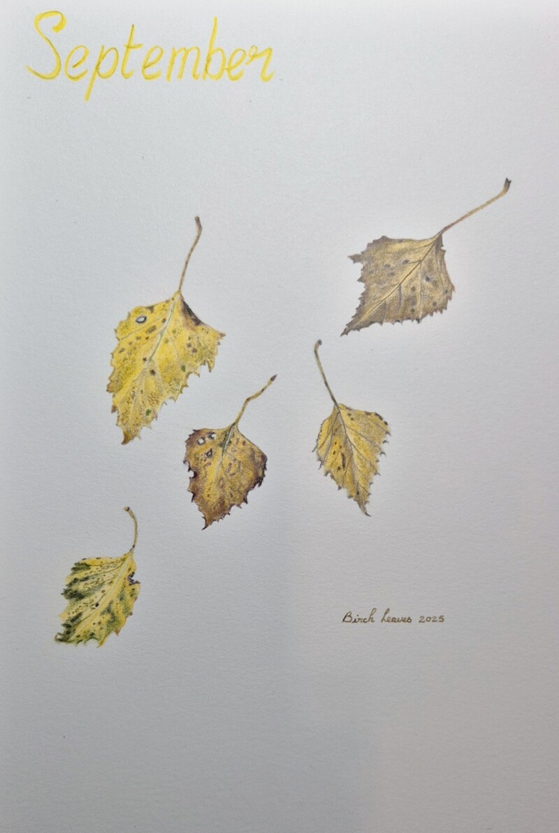 birch-leaves