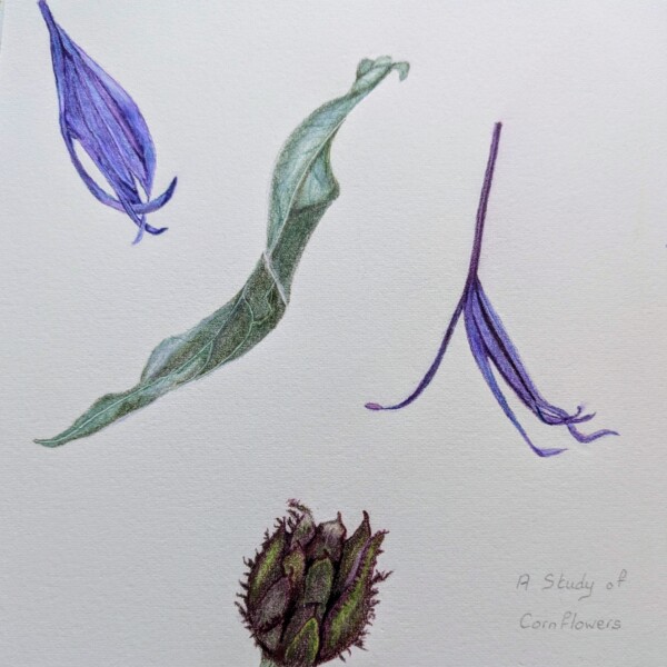 Cornflower Study page