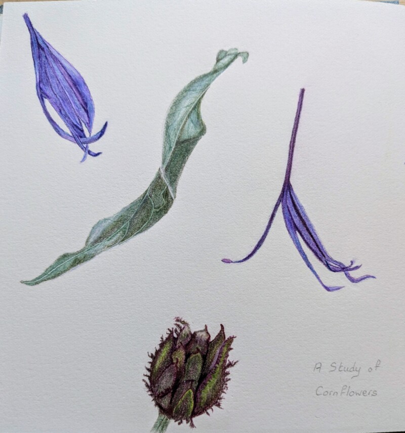 cornflower-study-page
