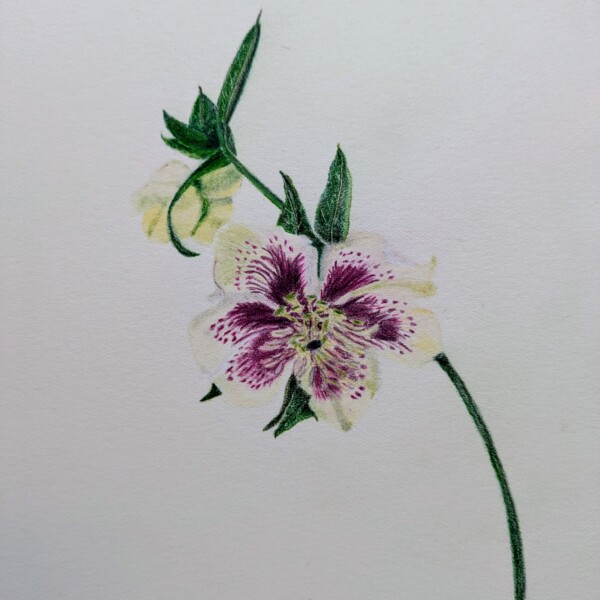 Cream Hellebore