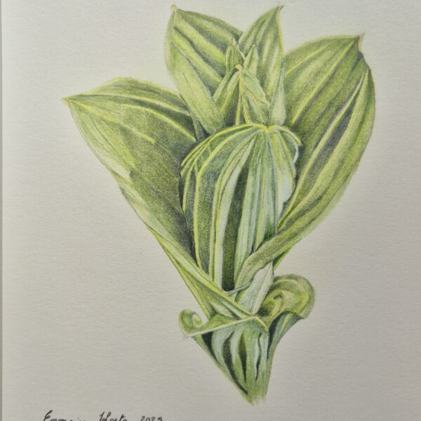 Emerging Hosta