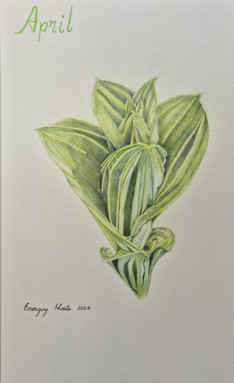 emerging-hosta
