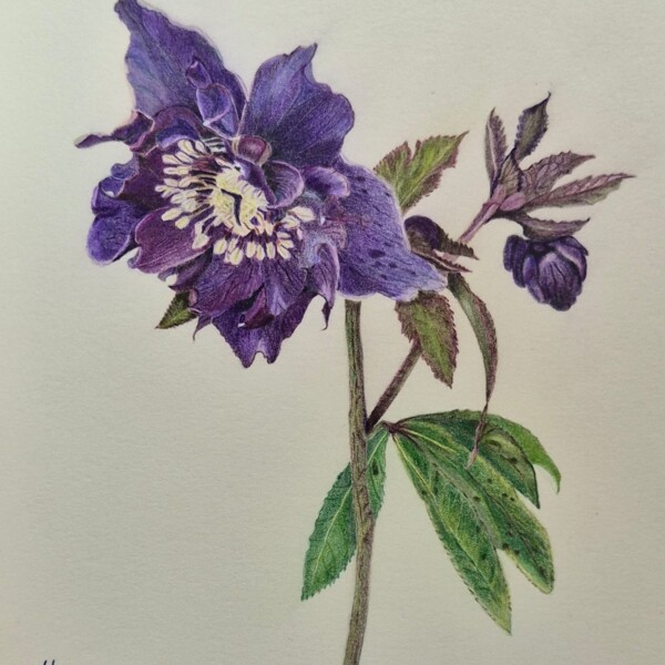 Hellebore double purple