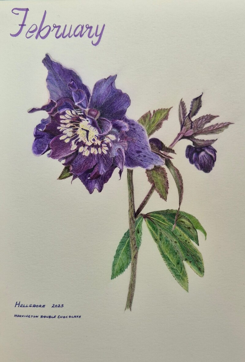 hellebore-double-purple