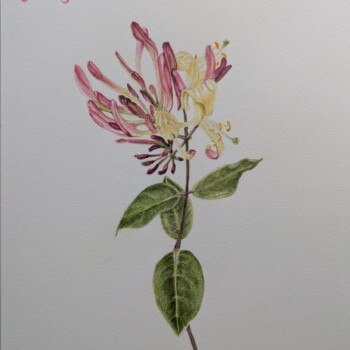 honeysuckle-2-2