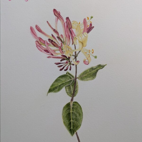 Honeysuckle-2