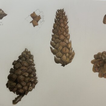pine-cones-completed-page