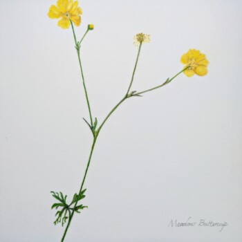 meadow-buttercup