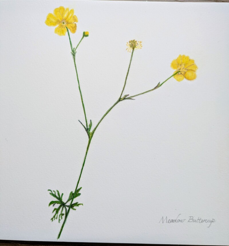 meadow-buttercup