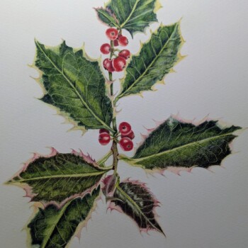 variegated-holly