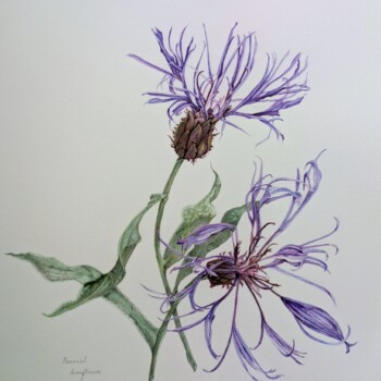 perennial-cornflower