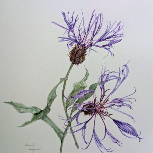 Perennial Cornflower
