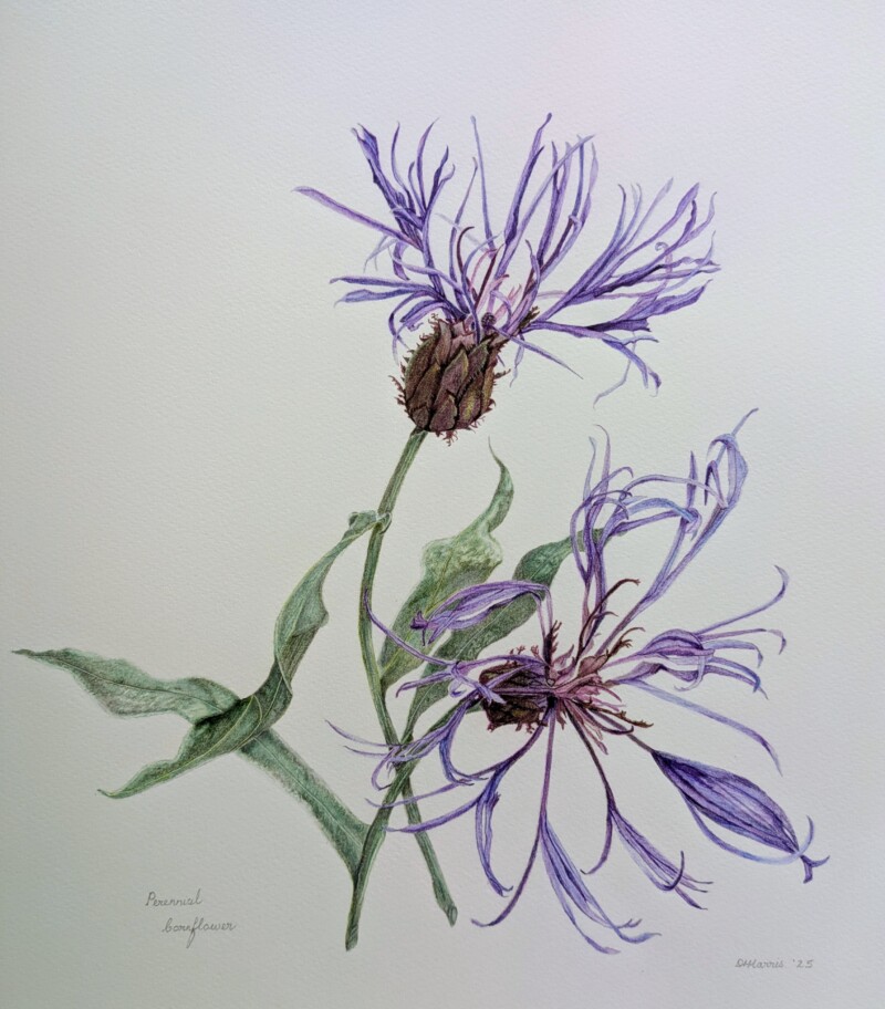 perennial-cornflower