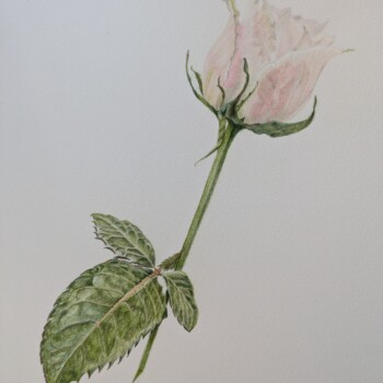 rose-bud-2